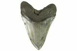 Megalodon Tooth From South Carolina - Very Rare Size #124194-2